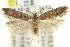  ( - 11ANIC-15560)  @11 [ ] CreativeCommons - Attribution (2011) ANIC/CBG Photography Group Centre for Biodiversity Genomics