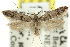 ( - 11ANIC-15564)  @11 [ ] CreativeCommons - Attribution (2011) ANIC/CBG Photography Group Centre for Biodiversity Genomics