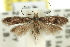  (Aristotelia clavata - 11ANIC-15565)  @11 [ ] CreativeCommons - Attribution (2011) ANIC/CBG Photography Group Centre for Biodiversity Genomics