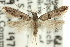  ( - 11ANIC-15566)  @11 [ ] CreativeCommons - Attribution (2011) ANIC/CBG Photography Group Centre for Biodiversity Genomics