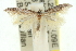  ( - 11ANIC-15597)  @11 [ ] CreativeCommons - Attribution (2011) ANIC/CBG Photography Group Centre for Biodiversity Genomics