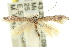  ( - 11ANIC-15599)  @11 [ ] CreativeCommons - Attribution (2011) ANIC/CBG Photography Group Centre for Biodiversity Genomics