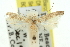  ( - 11ANIC-15600)  @11 [ ] CreativeCommons - Attribution (2011) ANIC/CBG Photography Group Centre for Biodiversity Genomics