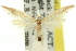  ( - 11ANIC-15602)  @11 [ ] CreativeCommons - Attribution (2011) ANIC/CBG Photography Group Centre for Biodiversity Genomics
