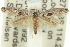  ( - 11ANIC-15615)  @11 [ ] CreativeCommons - Attribution (2011) ANIC/CBG Photography Group Centre for Biodiversity Genomics