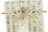  ( - 11ANIC-15616)  @11 [ ] CreativeCommons - Attribution (2011) ANIC/CBG Photography Group Centre for Biodiversity Genomics