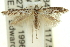  ( - 11ANIC-15631)  @14 [ ] CreativeCommons - Attribution (2011) ANIC/CBG Photography Group Centre for Biodiversity Genomics