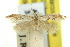 ( - 11ANIC-15633)  @11 [ ] CreativeCommons - Attribution (2011) ANIC/CBG Photography Group Centre for Biodiversity Genomics