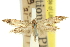  ( - 11ANIC-15635)  @11 [ ] CreativeCommons - Attribution (2011) ANIC/CBG Photography Group Centre for Biodiversity Genomics