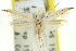  ( - 11ANIC-15638)  @11 [ ] CreativeCommons - Attribution (2011) ANIC/CBG Photography Group Centre for Biodiversity Genomics