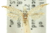  ( - 11ANIC-15647)  @11 [ ] CreativeCommons - Attribution (2011) ANIC/CBG Photography Group Centre for Biodiversity Genomics