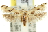  ( - 11ANIC-15677)  @13 [ ] CreativeCommons - Attribution (2011) ANIC/CBG Photography Group Centre for Biodiversity Genomics