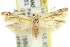  ( - 11ANIC-15679)  @14 [ ] CreativeCommons - Attribution (2011) ANIC/CBG Photography Group Centre for Biodiversity Genomics