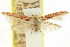  ( - 11ANIC-15799)  @11 [ ] CreativeCommons - Attribution (2011) ANIC/CBG Photography Group Centre for Biodiversity Genomics