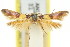  ( - 11ANIC-15815)  @11 [ ] CreativeCommons - Attribution (2011) ANIC/CBG Photography Group Centre for Biodiversity Genomics