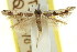  ( - 11ANIC-15837)  @11 [ ] CreativeCommons - Attribution (2011) ANIC/CBG Photography Group Centre for Biodiversity Genomics