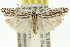  ( - 11ANIC-15876)  @13 [ ] CreativeCommons - Attribution (2011) ANIC/CBG Photography Group Centre for Biodiversity Genomics