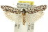  ( - 11ANIC-15877)  @13 [ ] CreativeCommons - Attribution (2011) ANIC/CBG Photography Group Centre for Biodiversity Genomics