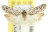  ( - 11ANIC-15893)  @11 [ ] CreativeCommons - Attribution (2011) ANIC/CBG Photography Group Centre for Biodiversity Genomics