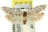  ( - 11ANIC-15894)  @11 [ ] CreativeCommons - Attribution (2011) ANIC/CBG Photography Group Centre for Biodiversity Genomics