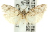  ( - 11ANIC-15899)  @11 [ ] CreativeCommons - Attribution (2011) ANIC/CBG Photography Group Centre for Biodiversity Genomics