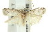  ( - 11ANIC-15900)  @11 [ ] CreativeCommons - Attribution (2011) ANIC/CBG Photography Group Centre for Biodiversity Genomics