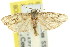  ( - 11ANIC-15902)  @11 [ ] CreativeCommons - Attribution (2011) ANIC/CBG Photography Group Centre for Biodiversity Genomics