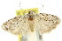  ( - 11ANIC-15904)  @11 [ ] CreativeCommons - Attribution (2011) ANIC/CBG Photography Group Centre for Biodiversity Genomics