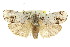  ( - 11ANIC-15922)  @14 [ ] CreativeCommons - Attribution (2011) ANIC/CBG Photography Group Centre for Biodiversity Genomics