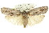  ( - 11ANIC-15929)  @14 [ ] CreativeCommons - Attribution (2011) ANIC/CBG Photography Group Centre for Biodiversity Genomics