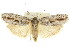  ( - 11ANIC-15931)  @14 [ ] CreativeCommons - Attribution (2011) ANIC/CBG Photography Group Centre for Biodiversity Genomics
