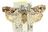  ( - 11ANIC-15935)  @14 [ ] CreativeCommons - Attribution (2011) ANIC/CBG Photography Group Centre for Biodiversity Genomics
