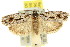  ( - 11ANIC-15948)  @11 [ ] CreativeCommons - Attribution (2011) ANIC/CBG Photography Group Centre for Biodiversity Genomics