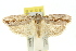 ( - 11ANIC-15949)  @11 [ ] CreativeCommons - Attribution (2011) ANIC/CBG Photography Group Centre for Biodiversity Genomics