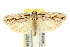  ( - 11ANIC-15951)  @11 [ ] CreativeCommons - Attribution (2011) ANIC/CBG Photography Group Centre for Biodiversity Genomics