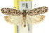  ( - 11ANIC-15957)  @11 [ ] CreativeCommons - Attribution (2011) ANIC/CBG Photography Group Centre for Biodiversity Genomics