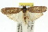  ( - 11ANIC-15971)  @12 [ ] CreativeCommons - Attribution (2011) ANIC/CBG Photography Group Centre for Biodiversity Genomics
