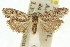  ( - 11ANIC-15973)  @11 [ ] CreativeCommons - Attribution (2011) ANIC/CBG Photography Group Centre for Biodiversity Genomics
