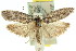  ( - 11ANIC-15993)  @15 [ ] CreativeCommons - Attribution (2011) ANIC/CBG Photography Group Centre for Biodiversity Genomics