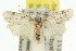  ( - 11ANIC-16003)  @13 [ ] CreativeCommons - Attribution (2011) ANIC/CBG Photography Group Centre for Biodiversity Genomics