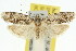  ( - 11ANIC-16015)  @14 [ ] CreativeCommons - Attribution (2011) ANIC/CBG Photography Group Centre for Biodiversity Genomics