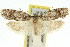 ( - 11ANIC-16016)  @14 [ ] CreativeCommons - Attribution (2011) ANIC/CBG Photography Group Centre for Biodiversity Genomics