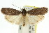  ( - 11ANIC-16024)  @11 [ ] CreativeCommons - Attribution (2011) ANIC/CBG Photography Group Centre for Biodiversity Genomics