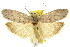  ( - 11ANIC-16025)  @11 [ ] CreativeCommons - Attribution (2011) ANIC/CBG Photography Group Centre for Biodiversity Genomics