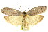  ( - 11ANIC-16027)  @11 [ ] CreativeCommons - Attribution (2011) ANIC/CBG Photography Group Centre for Biodiversity Genomics