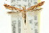  (Macarostola - 11ANIC-16041)  @15 [ ] CreativeCommons - Attribution (2011) ANIC/CBG Photography Group Centre for Biodiversity Genomics