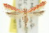  (Macarostola polyplaca - 11ANIC-16042)  @11 [ ] CreativeCommons - Attribution (2011) ANIC/CBG Photography Group Centre for Biodiversity Genomics