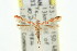  (Macarostola ageta - 11ANIC-16052)  @11 [ ] CreativeCommons - Attribution (2011) ANIC/CBG Photography Group Centre for Biodiversity Genomics