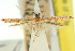  (Macarostola miltopepla - 11ANIC-16053)  @11 [ ] CreativeCommons - Attribution (2011) ANIC/CBG Photography Group Centre for Biodiversity Genomics