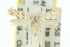  (Aristaea sp. ANIC1 - 11ANIC-16062)  @13 [ ] CreativeCommons - Attribution (2011) ANIC/CBG Photography Group Centre for Biodiversity Genomics